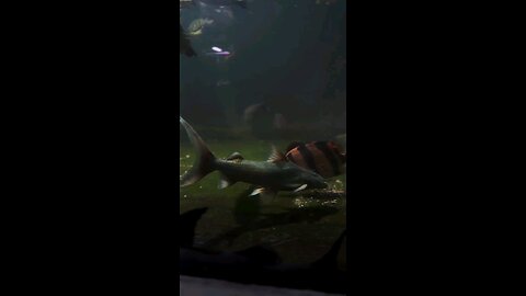 “This Flavicans Fish Looks Calm… But It’s a Predator”