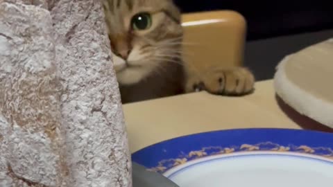 Purfessional Taste Tester