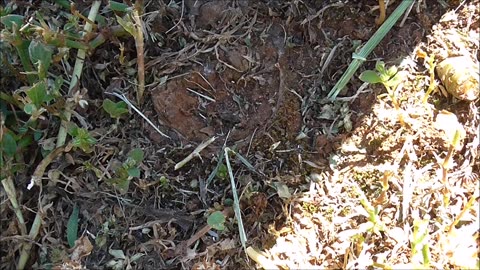 Trapdoor Spider Holds On Tight Against Magpie Attack