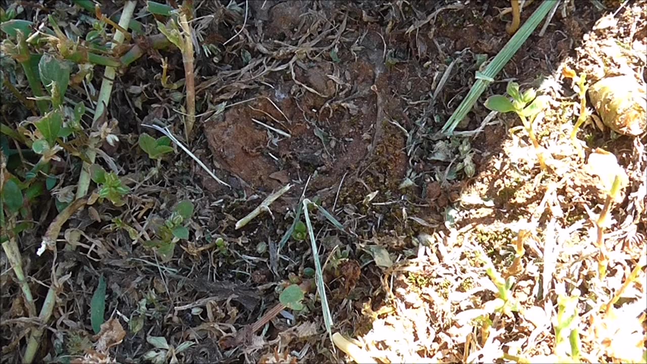 Trapdoor Spider Holds On Tight Against Magpie Attack