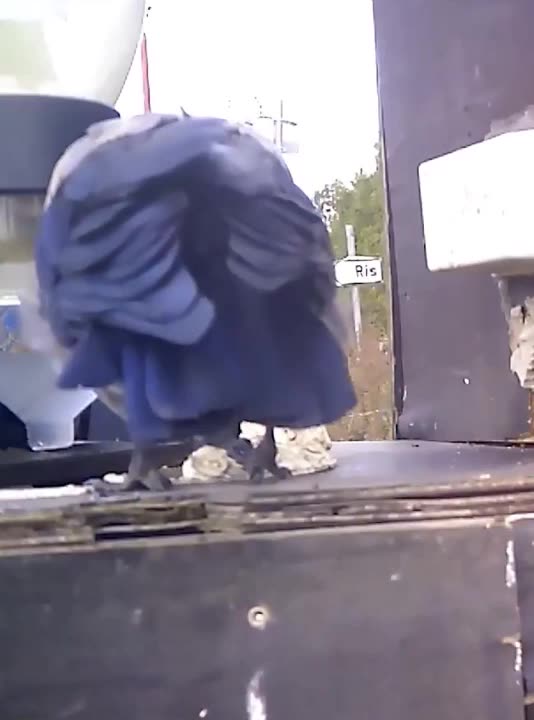 Using crows to clean up the outdoors