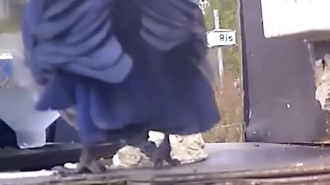 Using crows to clean up the outdoors