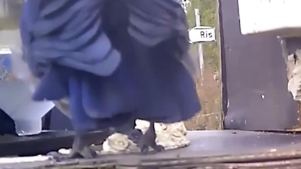 Using crows to clean up the outdoors