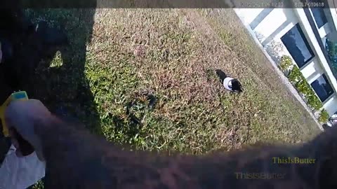 Florida man escapes deputies, chokes K-9, and gets tased after attempted burglary