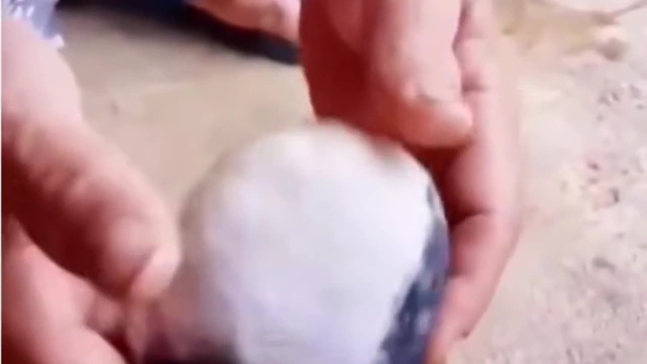 🤯🧬 Rare Bovine Fetal Anomaly Discovered! The Amorphus Globosus | FeedMyCuriosity