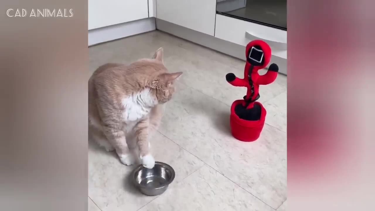 CATS: Crazy Antics and Unstoppable Chaos