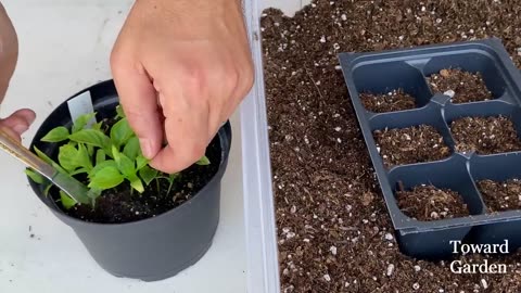 How to Grow Bell Peppers from Seed in Containers/Easy planting .