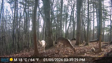 The Woods – 01/06/2026