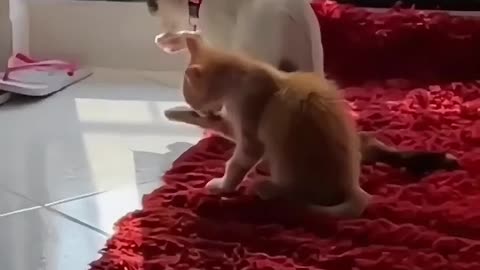 FUNNY CAT VIDEO COMPILATION