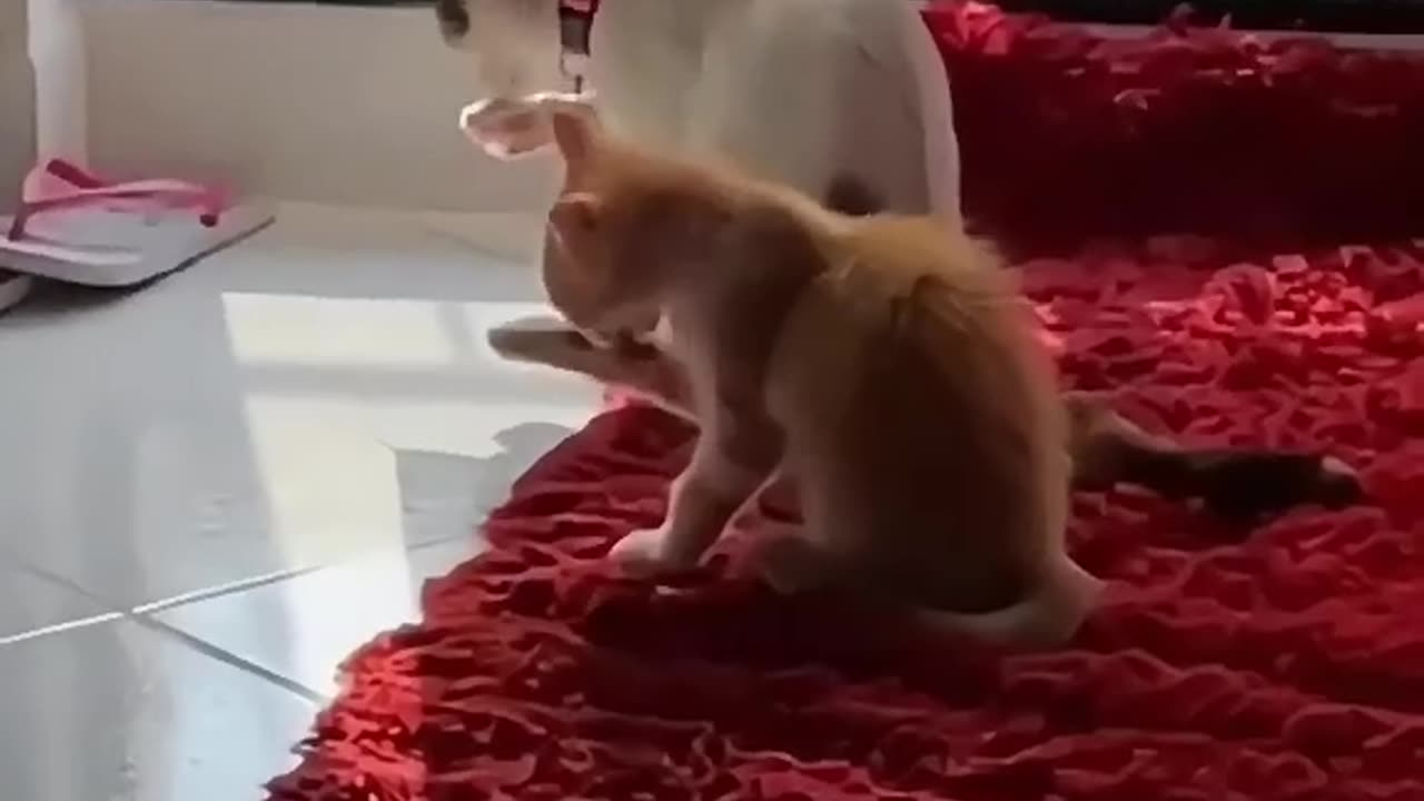 FUNNY CAT VIDEO COMPILATION