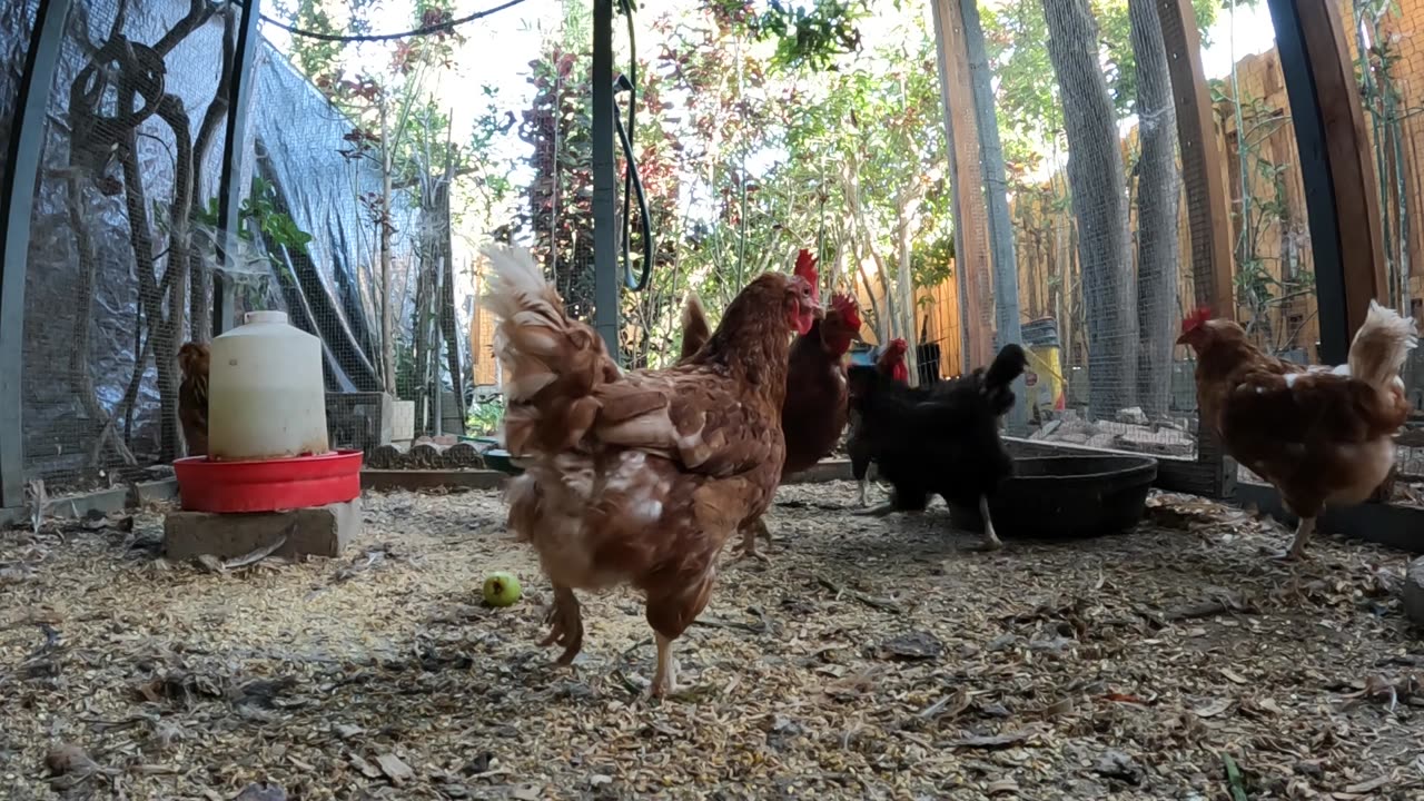 Backyard Chickens Long Continuous Video Sounds Noises Hens Roosters!