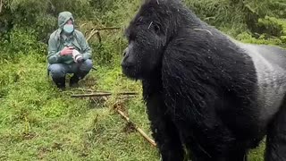 Amazing: Close encounter with a gorilla #animalsightings #wildlife #gorillas