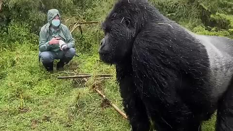 Amazing: Close encounter with a gorilla #animalsightings #wildlife #gorillas