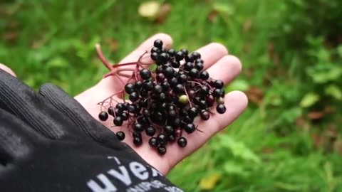 Survival by Foraging