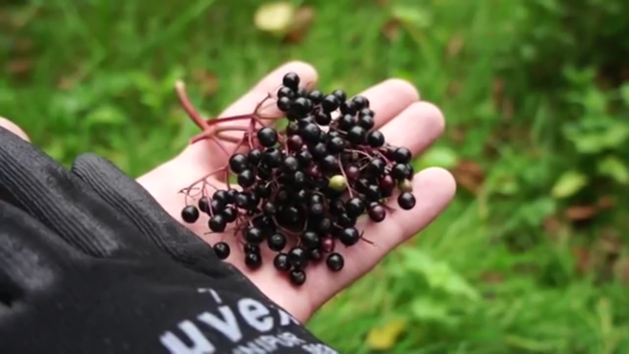 Survival by Foraging