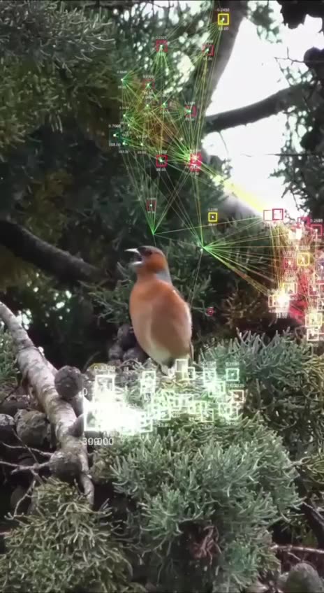 Bird written language