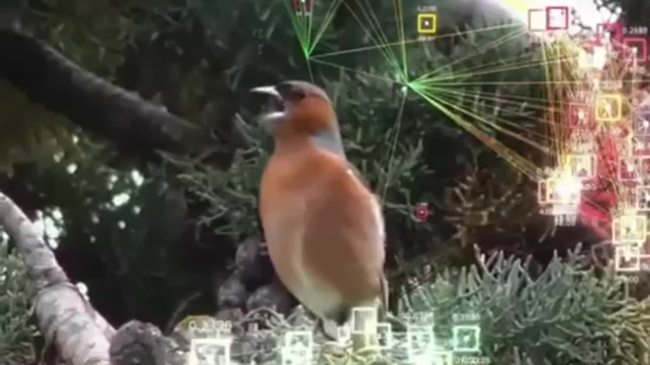 Bird written language