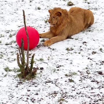 Training for the World Cup 😊👍