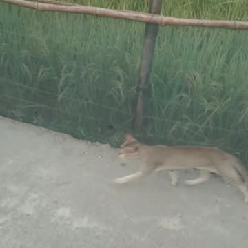 real cat is real funny run