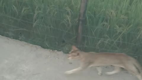 real cat is real funny run