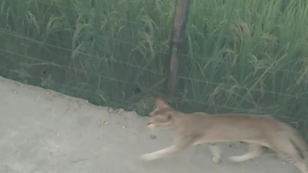 real cat is real funny run