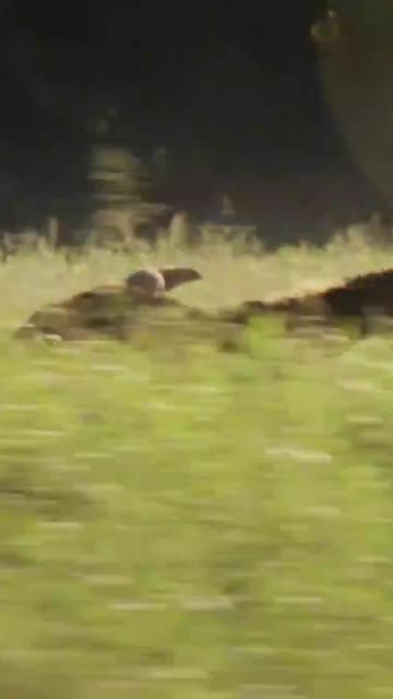 OMG! This is the Bud commercial for Superbowl 2026