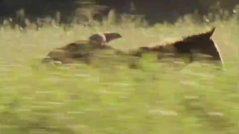 OMG! This is the Bud commercial for Superbowl 2026