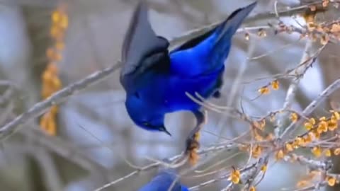 MEET THE GRANDALA -A HIMALAYAN JEWEL..ONE OF THE MOST BEAUTIFUL BLUE BIRD