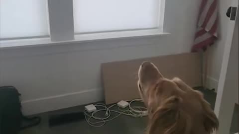 HIS DOG🐶NOTICES GHOST(wait till the end for explanation) || REDPILL THEORIST