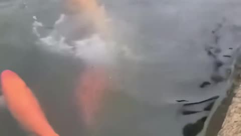 And the cat and the dog clashed