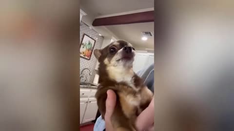 Funny animal videos