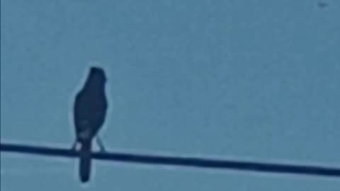 Blue Jay