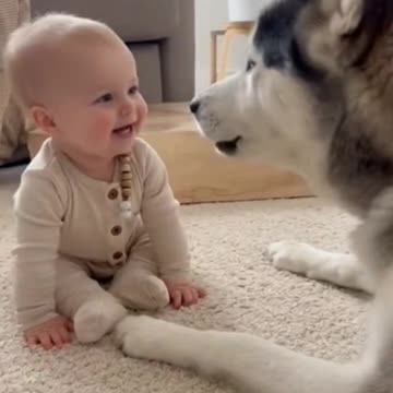 Baby Tries to Howl Like a Husky… And the Husky Answers 😍