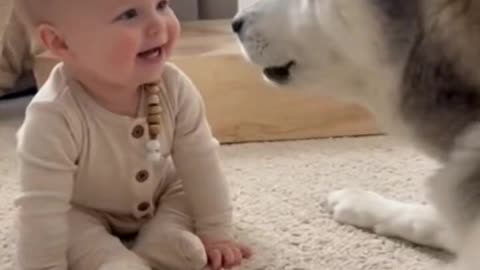 Baby Tries to Howl Like a Husky… And the Husky Answers 😍