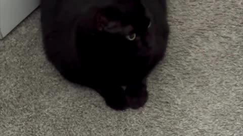 Cute Precious Piper is a Modified Loaf Door Stop - My Adopted Shelter Cat Vlog #shorts