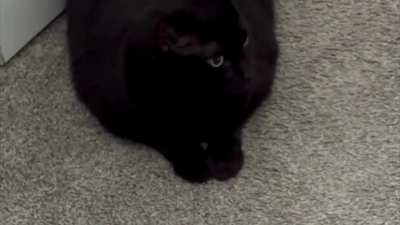 Cute Precious Piper is a Modified Loaf Door Stop - My Adopted Shelter Cat Vlog #shorts