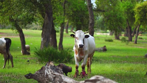 Young Bull Mooing | Sound Moo