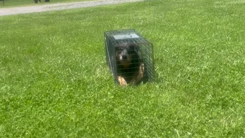 Who We Choose to Protect Our Farm