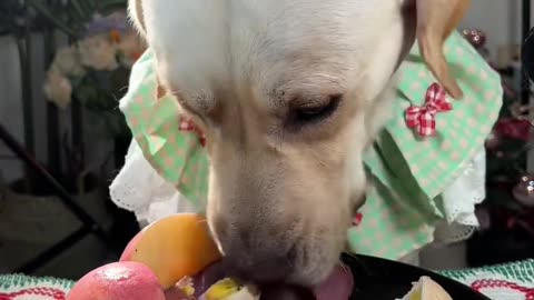 "Paw Star's Dinner Time: Fun Moments of Dogs Enjoying Their Meals"