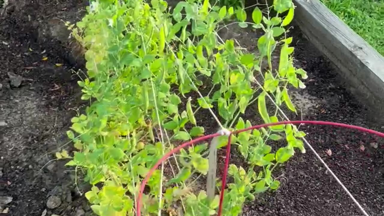 Garden 2025 Update 5