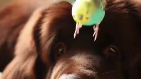 🐶🐦 This Dog and Bird Moment Was Unexpected… And Purely Wholesome 🥹✨