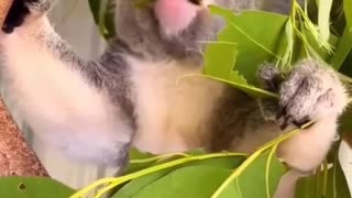 Man rescues injured koala