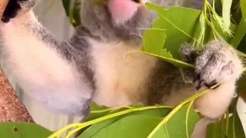 Man rescues injured koala