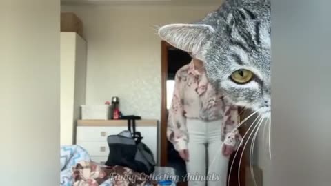 Pets Gone Wild – Funny Cat and Dog Moments | Cats vs Dogs 😂✨