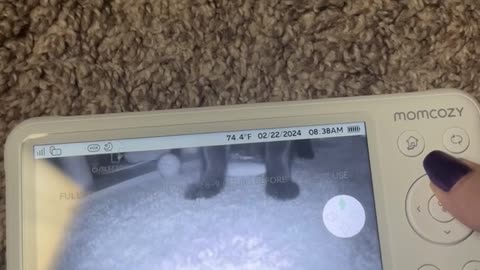 Cat Helps Test New Monitor