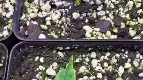 Grow your own peach tree