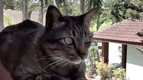 Just a normal day in Paradise 🌴 #aicat