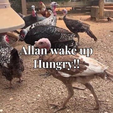 Allan wake up Hungry!!!