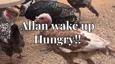 Allan wake up Hungry!!!
