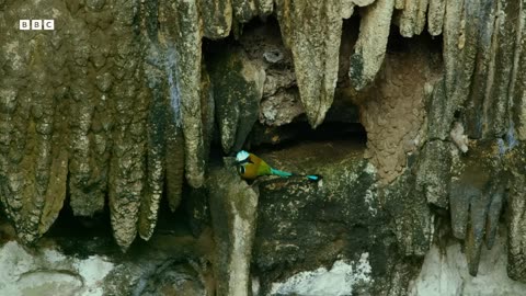 ‎Turquoise-Browed Motmot Attempts to Find Nest Site at Crowded Cenote | Wild Mexico | BBC Earth